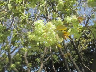 4月12日の掃部山公園の桜の写真です。