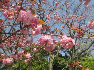 4月12日の掃部山公園の桜の写真です。
