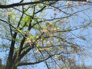 4月12日の掃部山公園の桜の写真です。