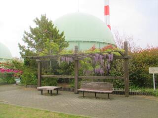 4月19日の平沼さわやか公園の藤の写真です。