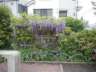 4月19日の西戸部二丁目公園の藤の写真です。