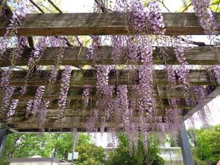 4月20日の戸部公園の藤の写真です。