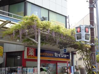 4月20日の藤棚一番街の藤の写真です。