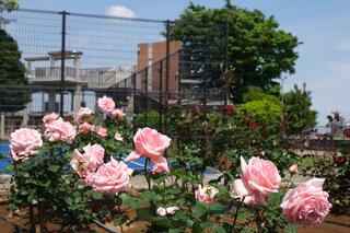5月10日の野毛山公園のバラの写真です