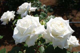 5月10日の野毛山公園のバラの写真です