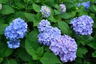 ６月13日の野毛山公園のアジサイの画像