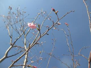 3月14日の掃部山公園のジンダイアケボノの写真です。
