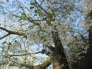 3月14日の戸部公園のオオシマザクラの写真です。