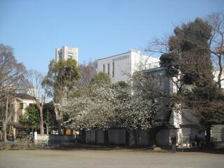 3月14日の戸部公園のオオシマザクラの写真です。