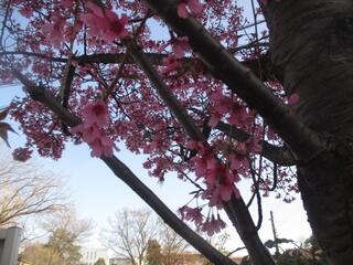 3月14日の戸部公園のヨコハマヒザクラの写真です。