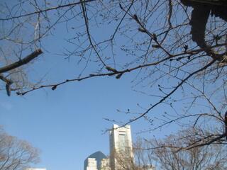 3月14日の掃部山公園のソメイヨシノの写真です。