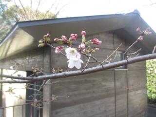 3月14日の掃部山公園のソメイヨシノの写真です。