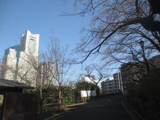 3月14日の掃部山公園の写真です。