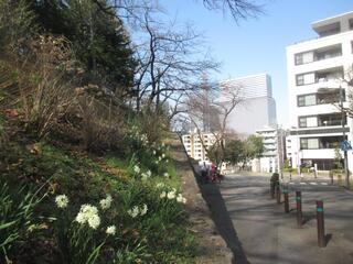3月14日の掃部山公園の写真です。