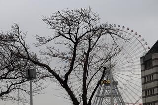 ３月17日のさくら通りに咲く桜の写真です。
