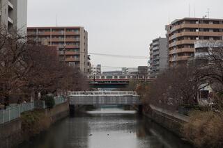 ３月17日の石崎川プロムナードに咲く桜の写真です。