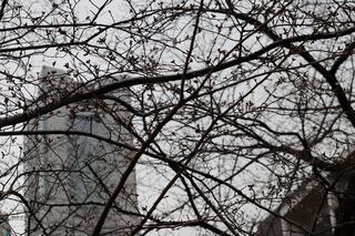 ３月17日の掃部山公園に咲く桜の写真です。