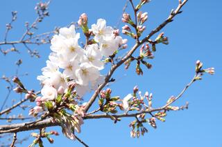 ３月20日の石崎川プロムナードの桜の写真です。