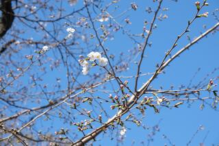 ３月20日の掃部山公園の桜の写真です。