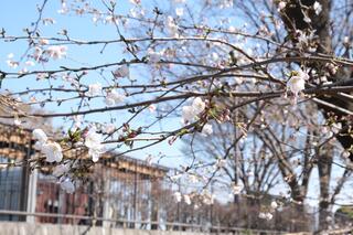 ３月20日の野毛山公園の桜の写真です。