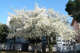 ３月20日の戸部公園の桜の写真です。