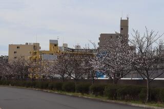 ３月24日の横浜イングリッシュガーデンの桜の写真です。