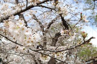 ３月24日の野毛山公園の桜の写真です。