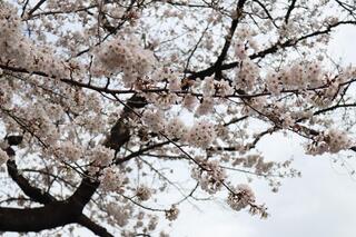 ３月24日の伊勢山皇大神宮の桜の写真です。