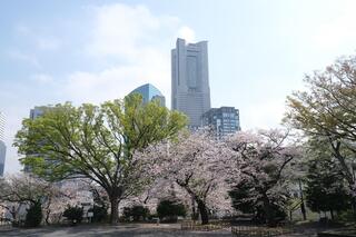 ３月30日の掃部山公園の桜の写真です。