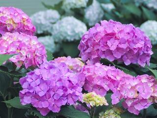 ５月30日のあじさいの写真です。