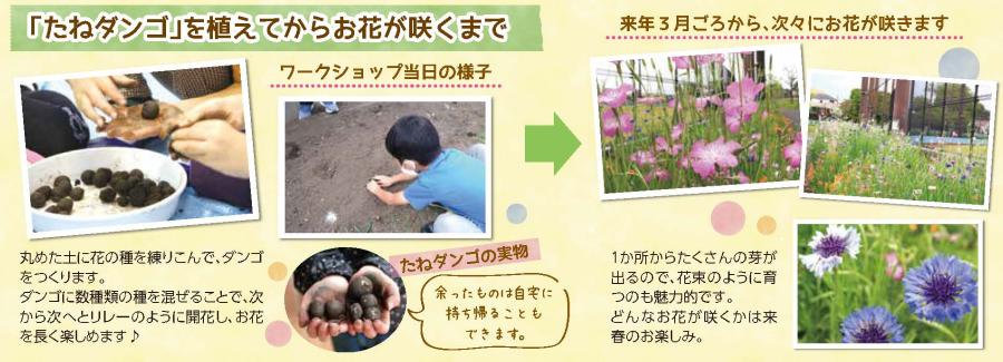「たねダンゴ」を植えてからお花が咲くまで