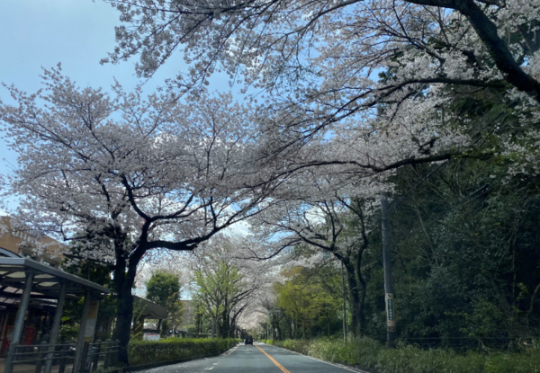 野境道路