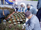 花植え