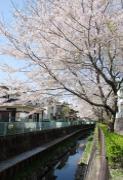相沢川ウォークの写真