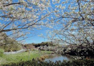 春の宮沢遊水地