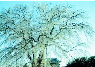 威風堂々の桜の写真