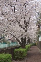 相沢川ウォークの写真