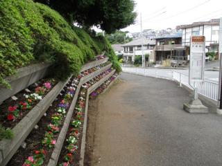 花の様子