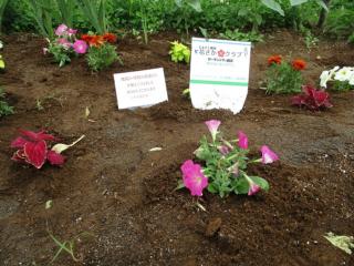 花の様子