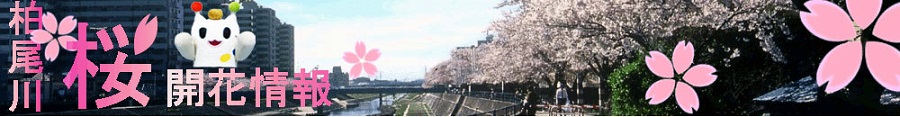 柏尾川桜開花情報