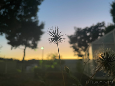 優秀賞「打上花火」