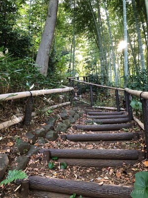 優秀賞「竹林への道のり」