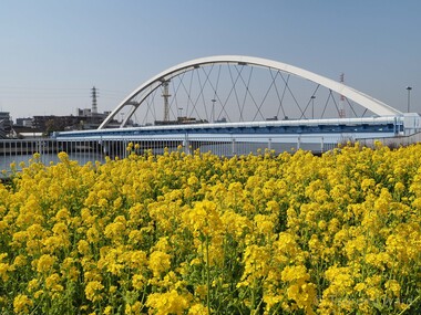 佳作「川辺の菜の花、鮮やかに」