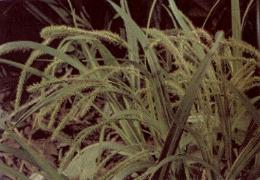 カヤツリグサ科「菅」（カワラスゲ）