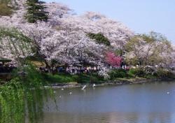 三ツ池公園1