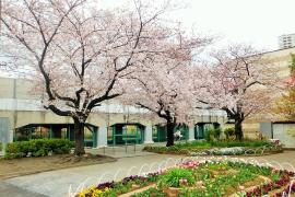 本山前桜公園の画像