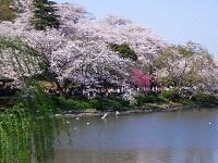 三ツ池公園の桜