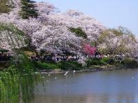三ツ池公園の桜