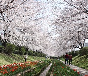 江川せせらぎ緑道の写真