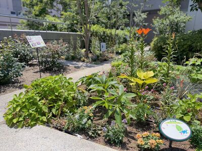 夏の花壇